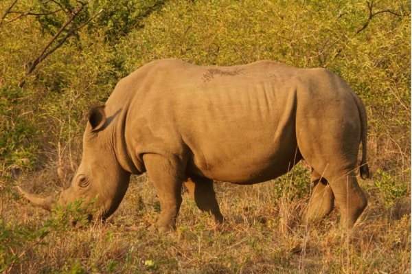 Save The Rhino International Rhino Conservation Charity