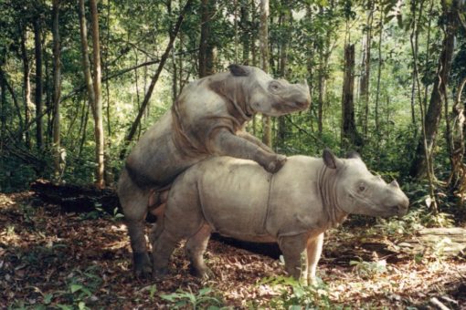 Image of two Sumatran rhinos mating