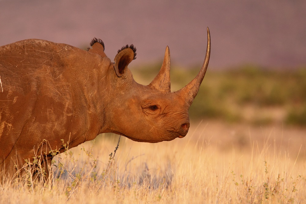 Image of a black rhino with full horn.