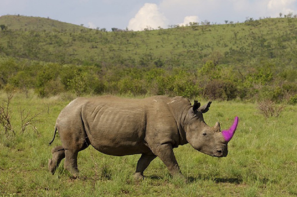 Digitally altered image of a rhino with a pink horn.