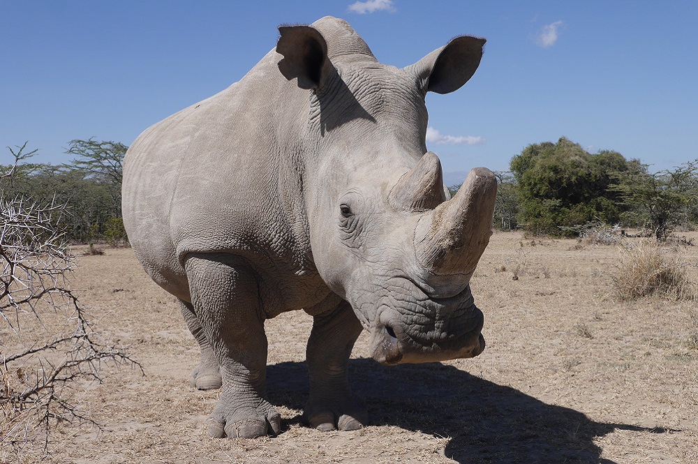 Image of a Northern white rhino.