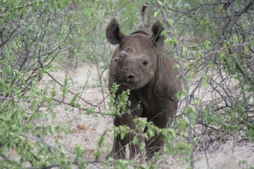 Image of orphaned black rhino calf, Millie in the bush.