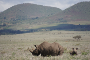 Black rhino Anna and her calf