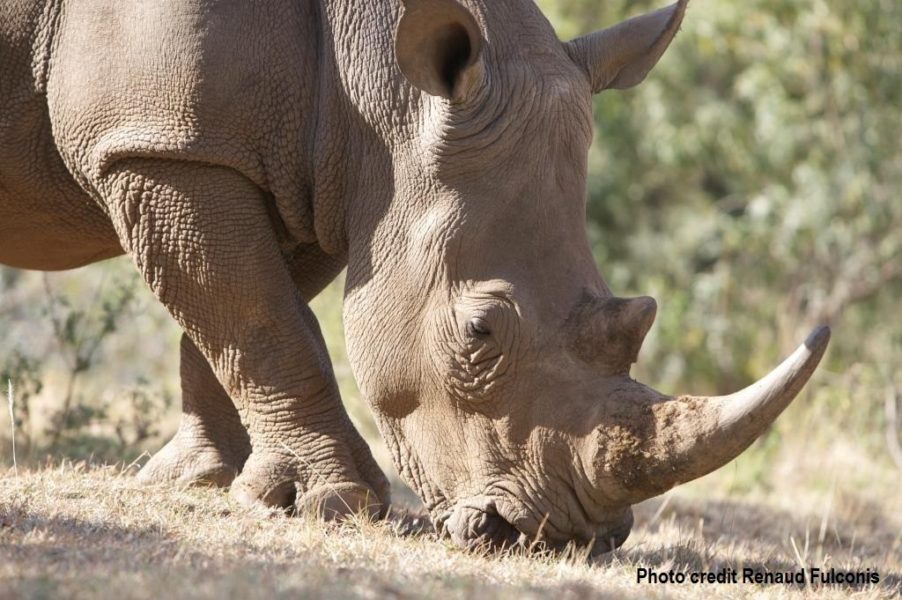 White Rhino | Species | Save the Rhino International