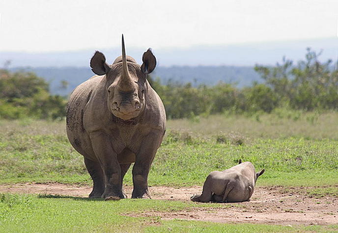 Expanding habitat for Kenya's black rhinos | Save The Rhino