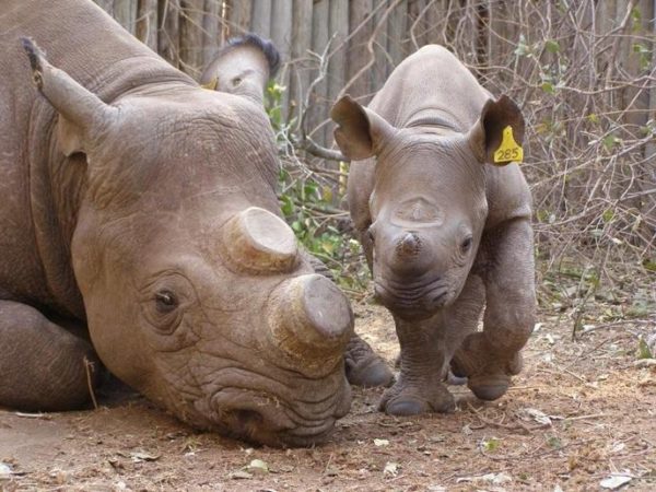 Poacher arrests in Zimbabwe's Save Valley | Save The Rhino