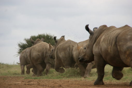 A crash of rhinos running away from the camera