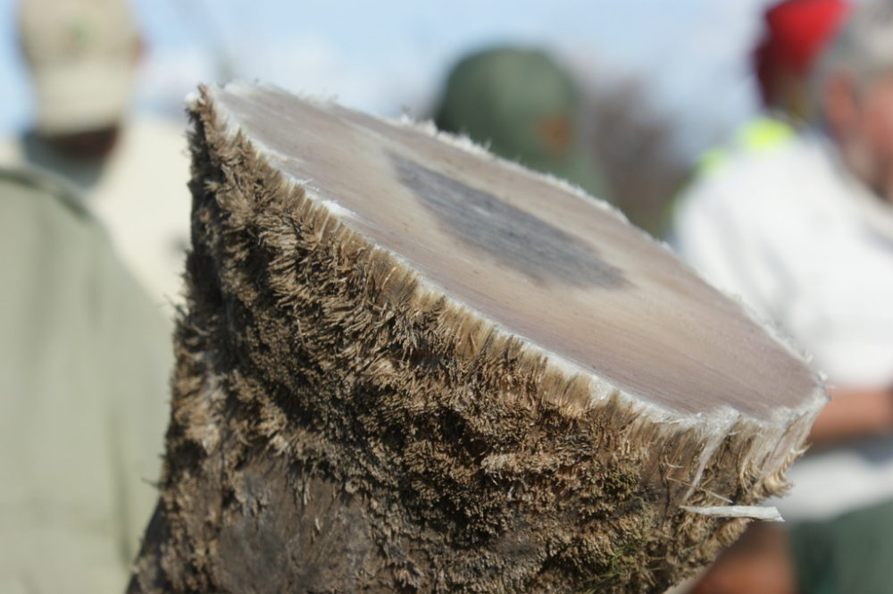 Image of a rhino's horn after being removed from a rhino.