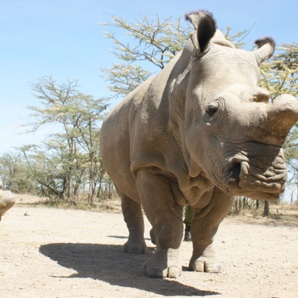 White Rhino Species Save the Rhino International