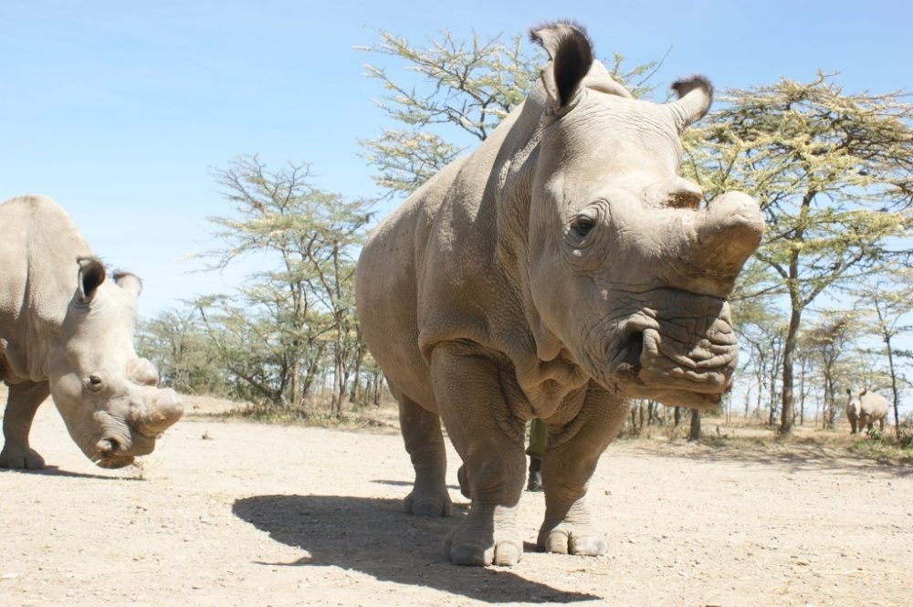 Image of Northern white rhino.