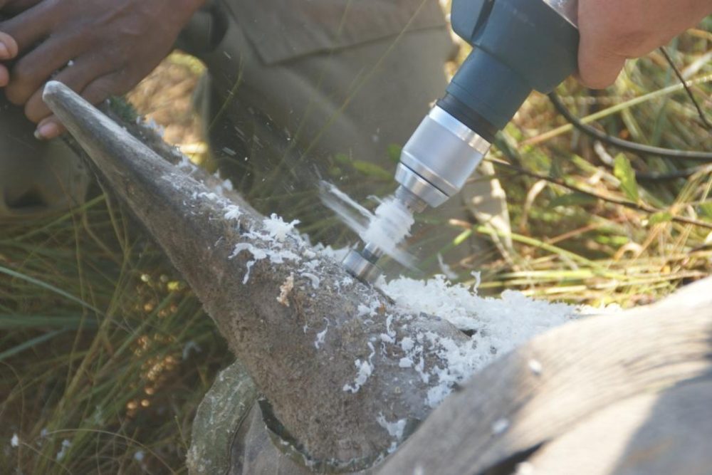 Image of a rhino horn being drilled into.