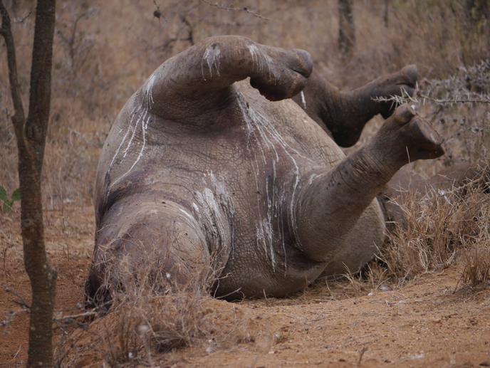 Dead rhino poached for its horn in Kenya.