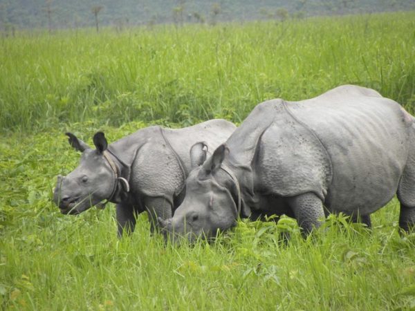 Manas National Park celebrates the arrival of two new Greater one ...