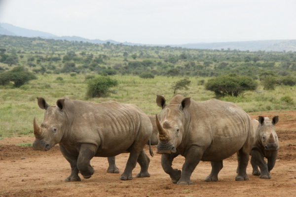 Save the Rhino has won second place and will receive £