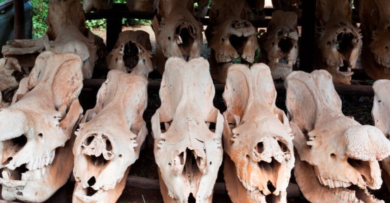 Rhino skulls from poached rhinos lined up on a table.