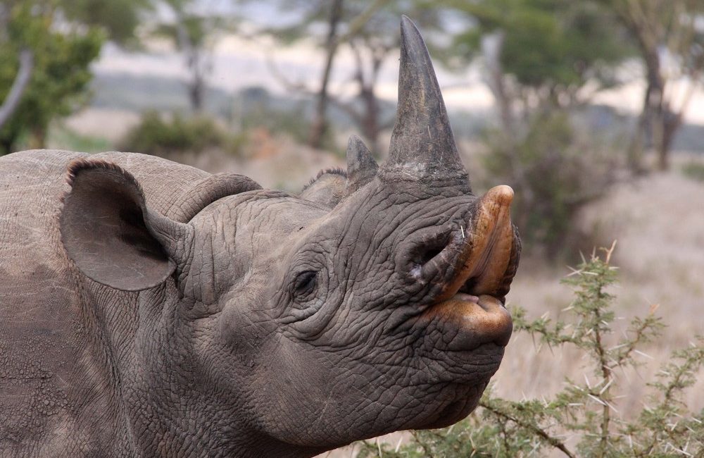 Rhino Species | Learn | Save the Rhino International