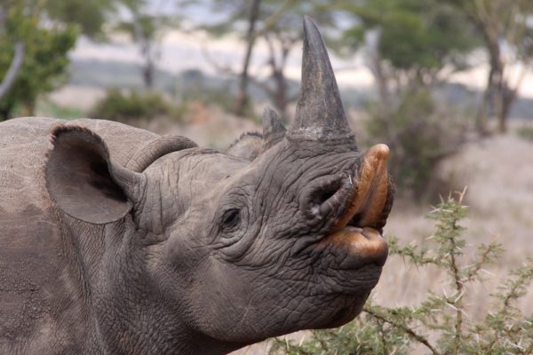 Hooklipped black rhinoceros pulling a funny face