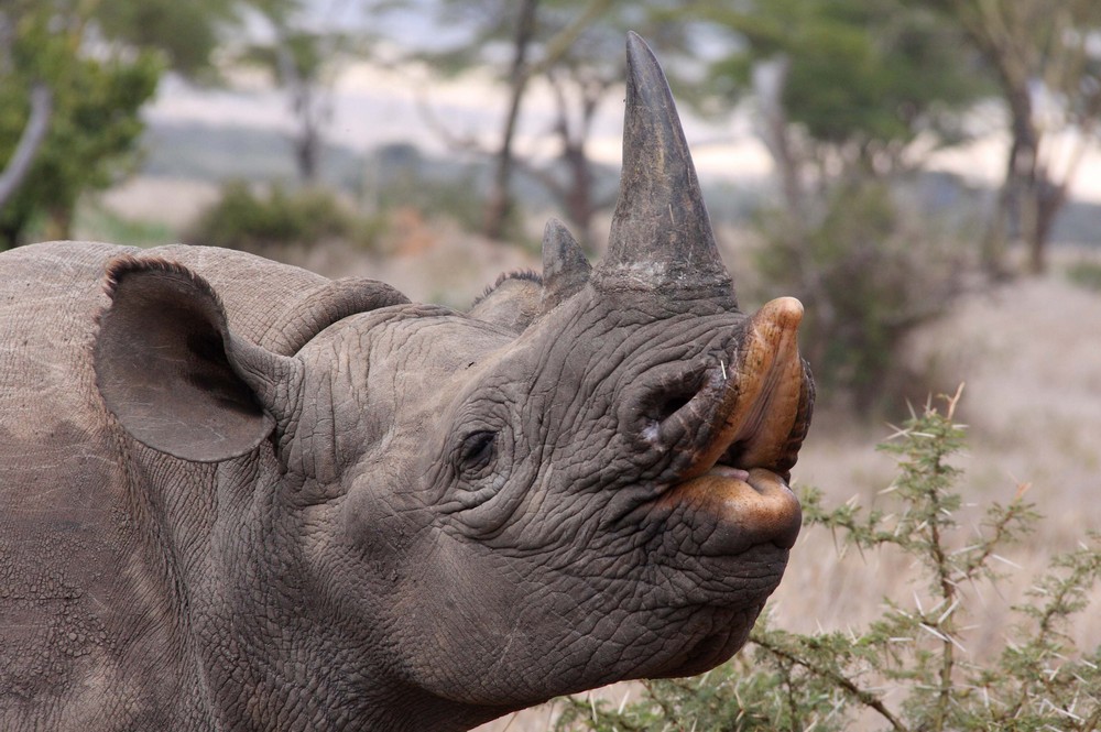 Black Rhino | Species | Save the Rhino International