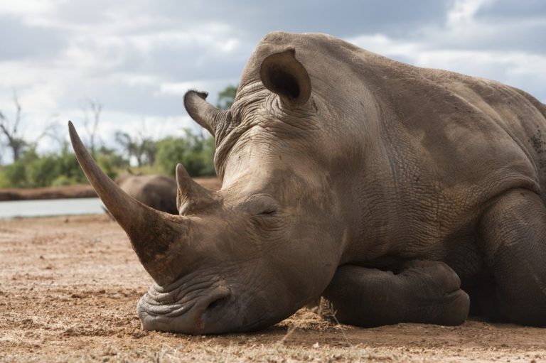 White rhino lying down in Africa