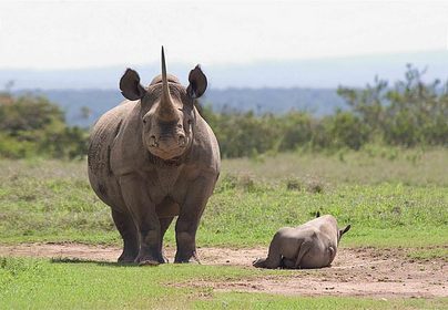 Image shows mother and baby endangered white rhinos