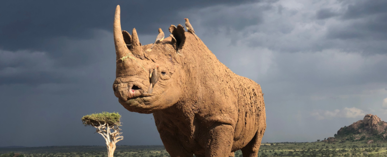 Black rhino with birds