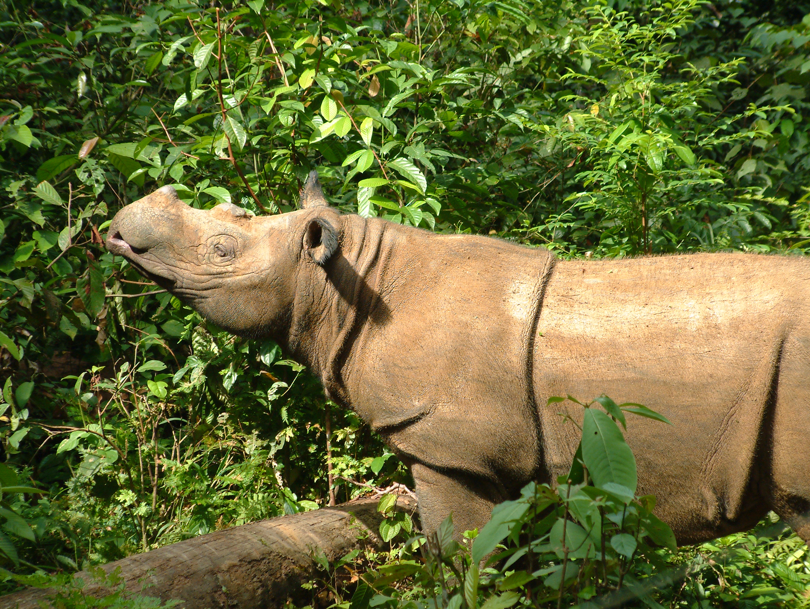 Sumatran rhino