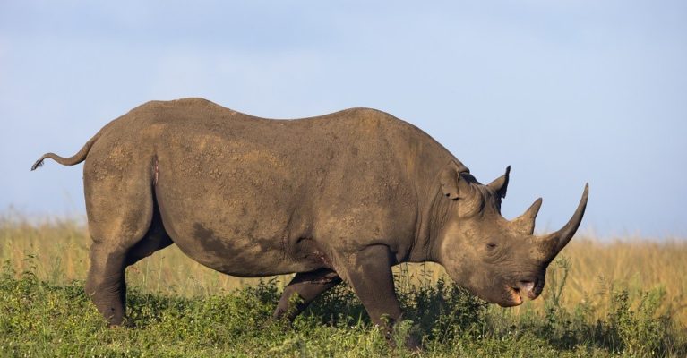 Image of Endangered black rhino species in Africa grazing
