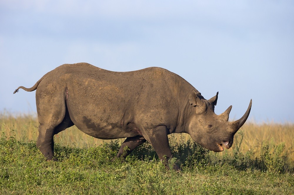 INDASA USA | Save The Rhino