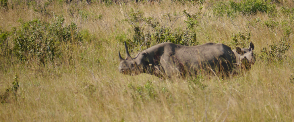 Rhino Calf Rescue on Hluhluwe-iMfolozi Park - Wildlife ACT