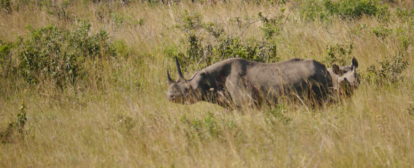 Black rhino cow and calf
