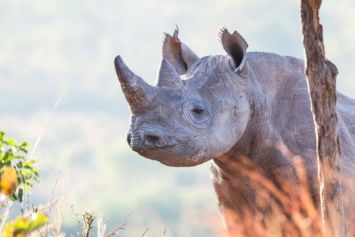 Black rhino looking left