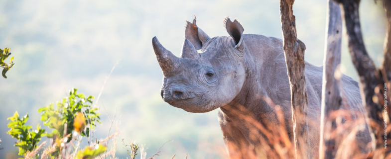 Black rhino looking left