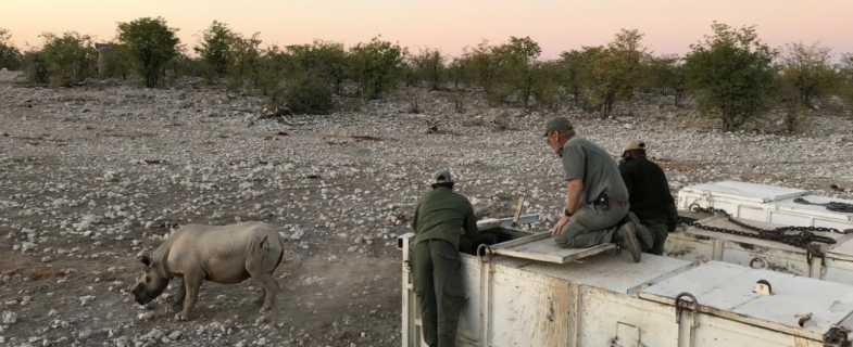 Rhino being released after translocation