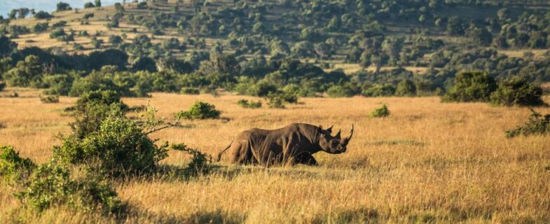 Black rhino in field