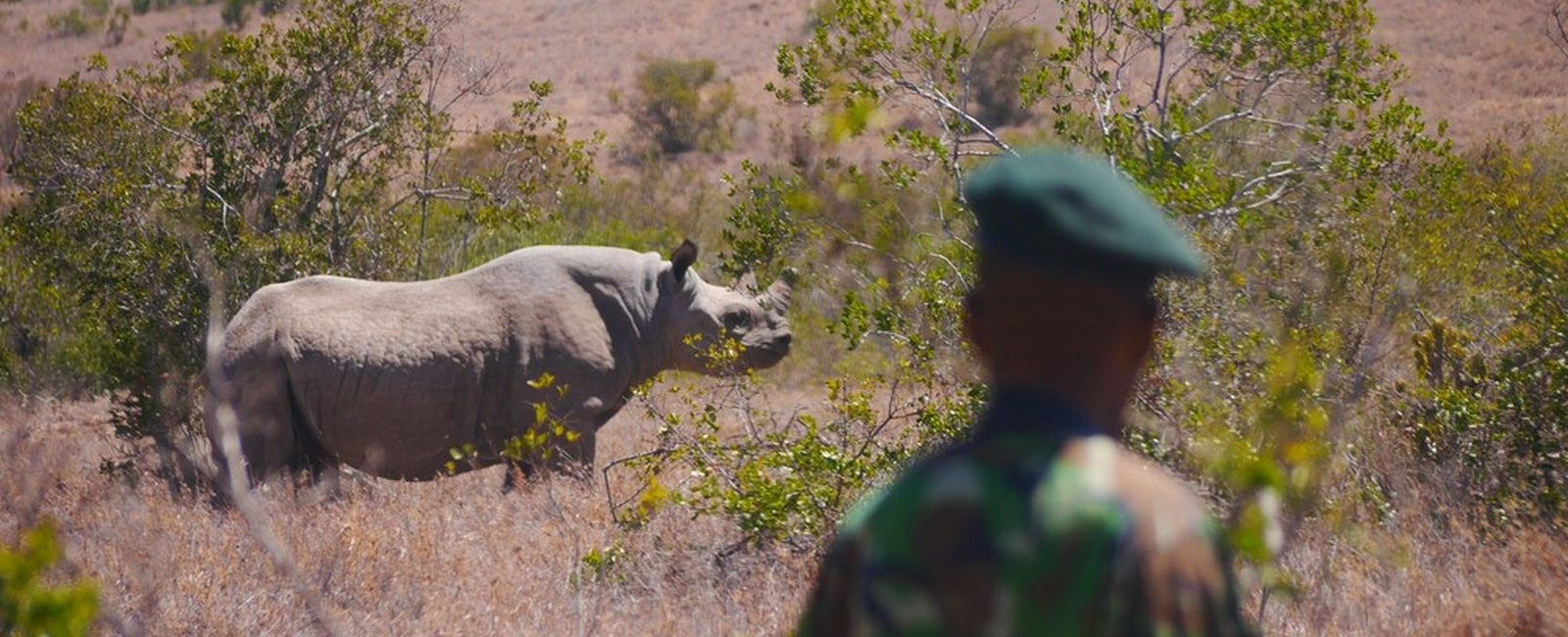 Image of a ranger at Borana Conservancy in Kenya is monitoring black rhino.