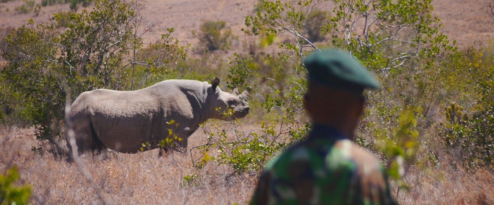 Image of a ranger at Borana Conservancy in Kenya is monitoring black rhino.