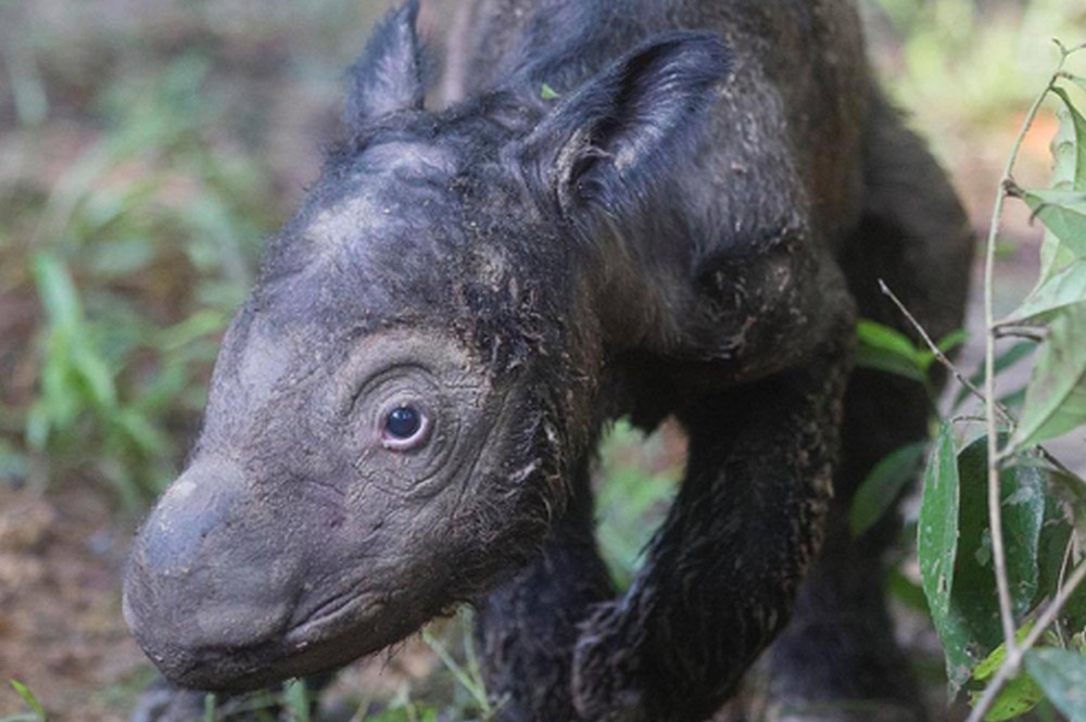 Delilah, born at the Sumatran Rhino Sanctuary in 2016