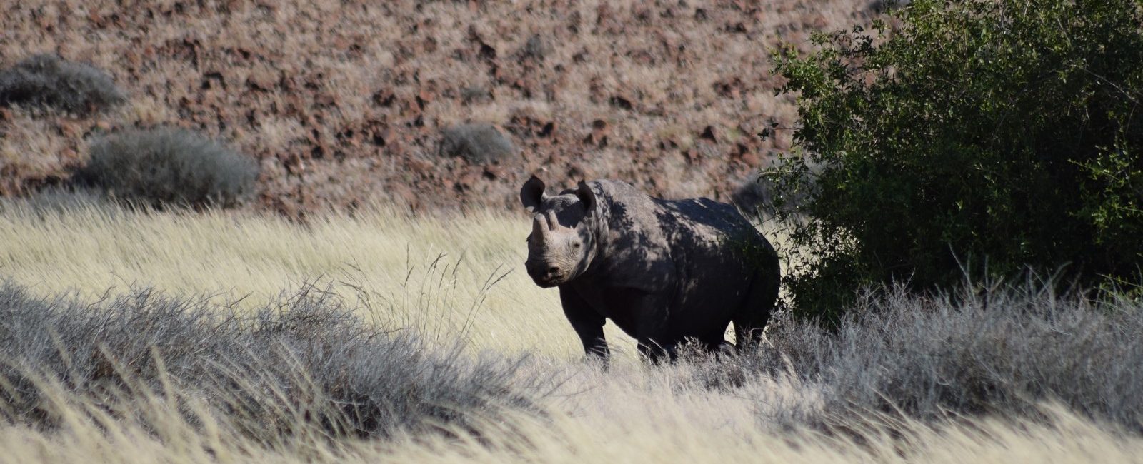 Image of a black rhino in the Kunene Region in Namibia.