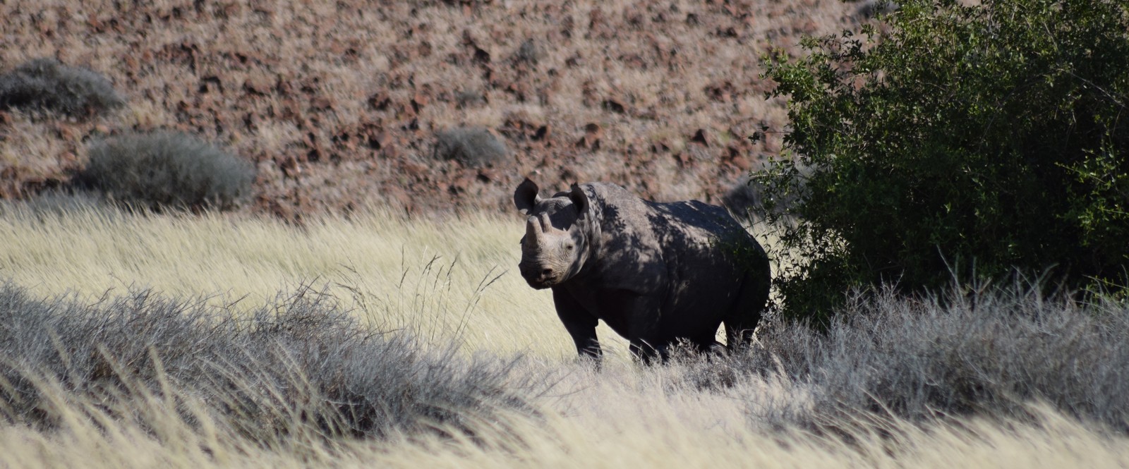 Image of a black rhino in the Kunene Region in Namibia.