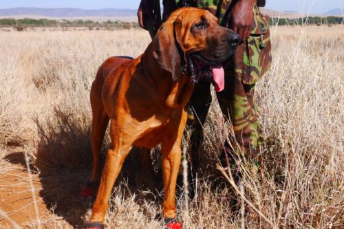 Image showing tracking and detection dog protecting rhino and other wildlife with rangers.