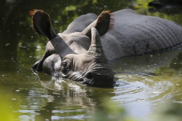 Greater One Horned Rhino in water.