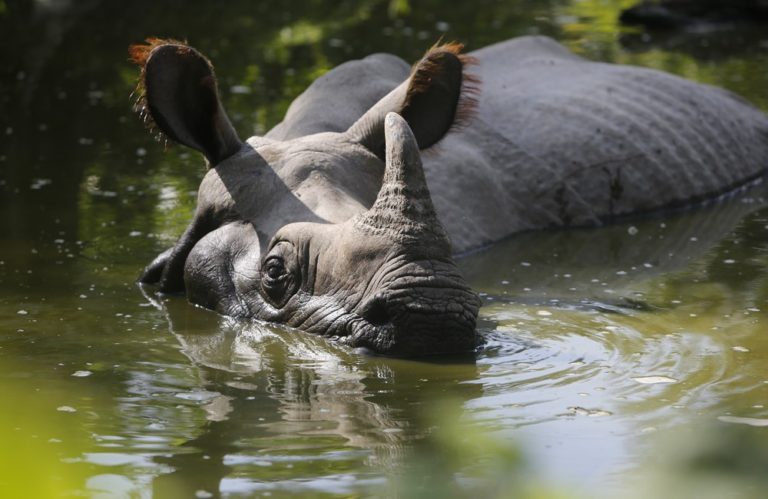 Greater One Horned Rhino in water.