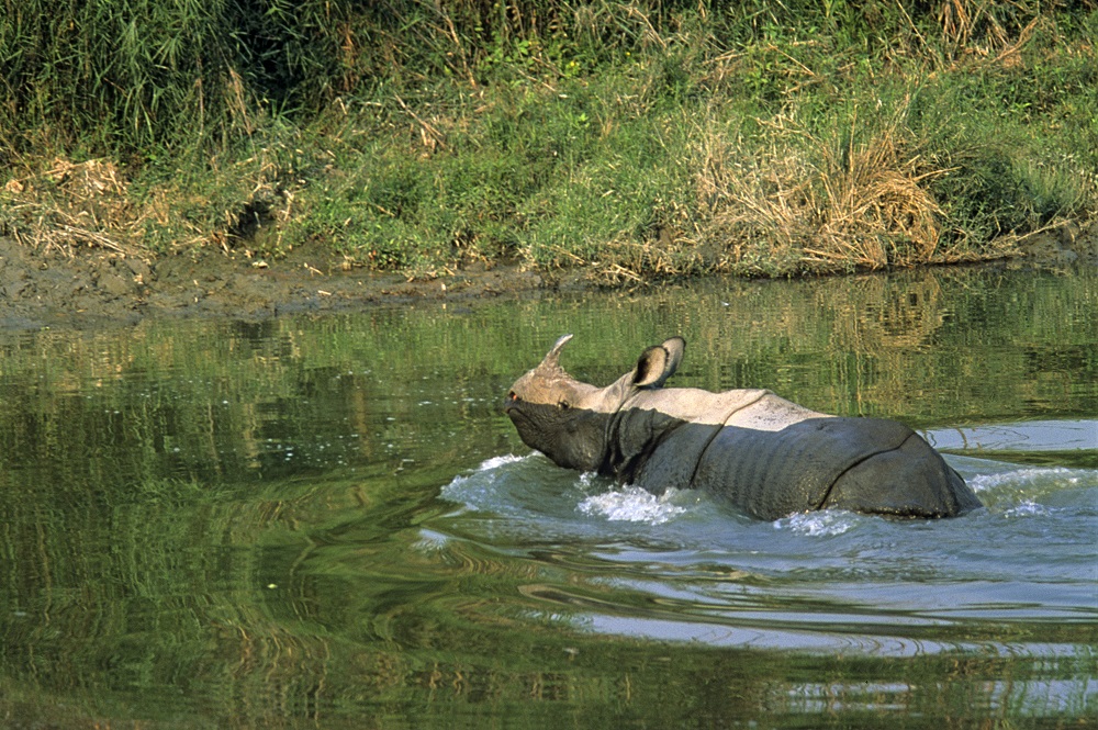 Photo of a Greater one-horned rhino walking in water.
