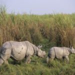 Photo of a rhino calf and mum - Greater one-horned species.
