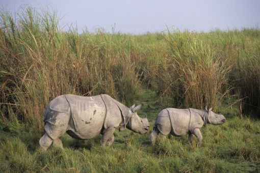 Photo of a rhino calf and mum - Greater one-horned species.