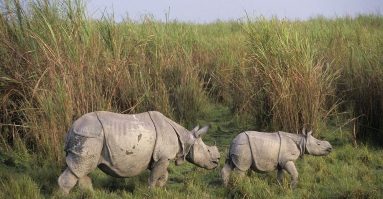 Photo of a rhino calf and mum - Greater one-horned species.