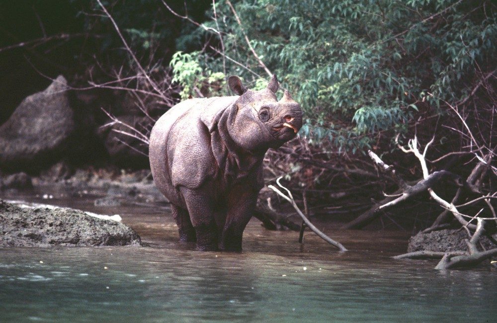 Javan rhino in a river.