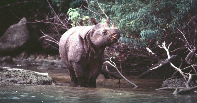 Javan rhino in a river.