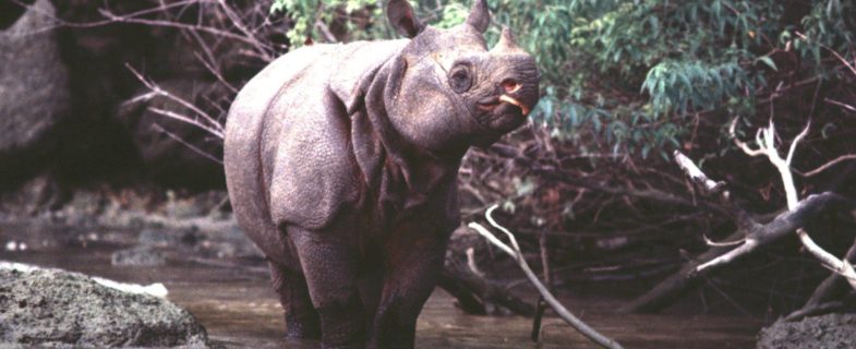 Javan rhino