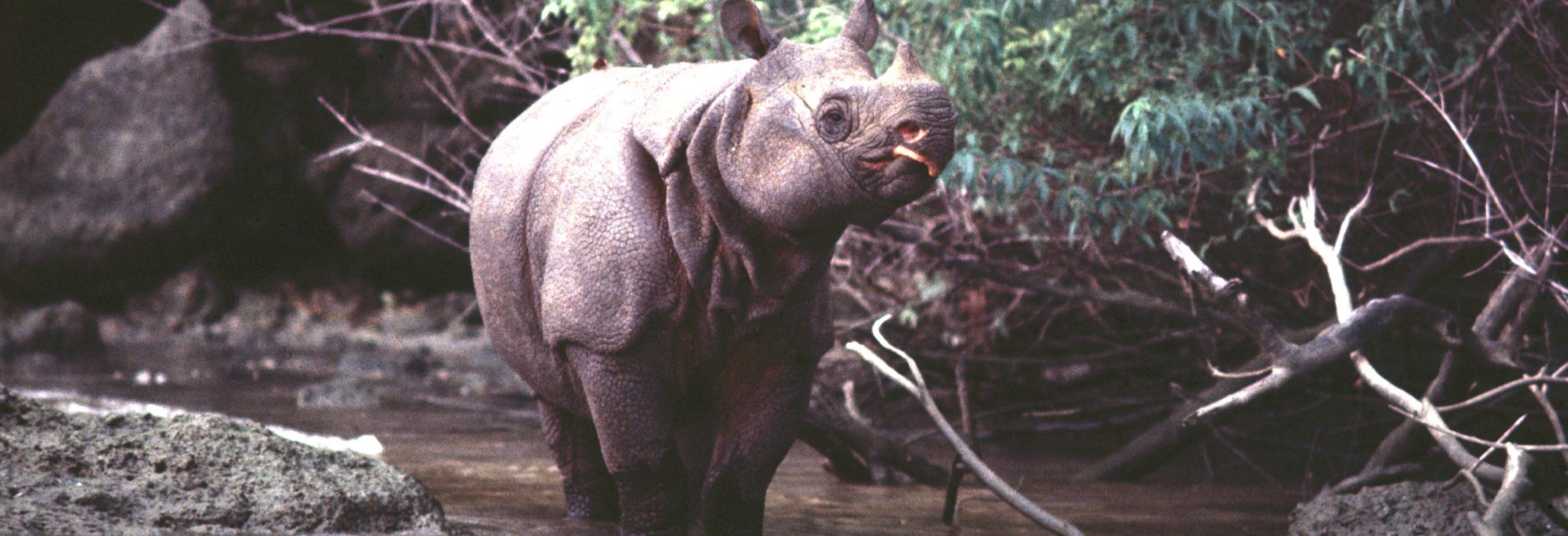 Javan rhino